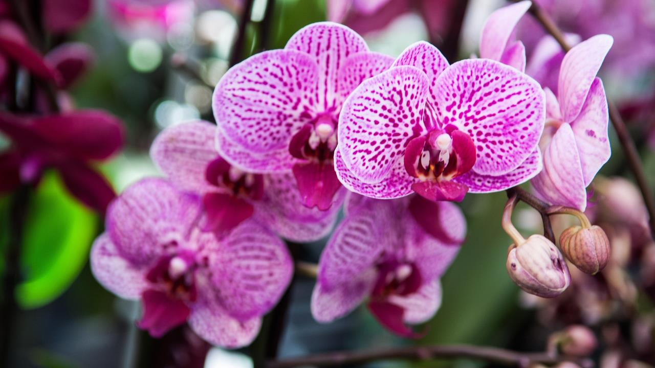 Pocos lo saben: el momento exacto en el cual debes podar tus orquídeas, según especialistas